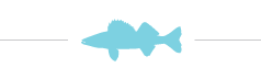 walleye fishing